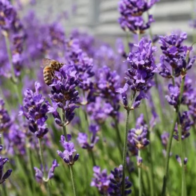 Lavandula angustifolia...