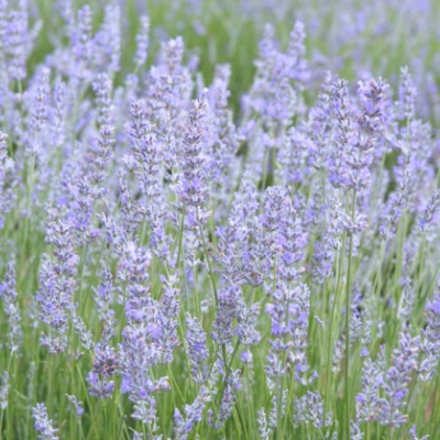 Lavandula intermedia...