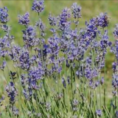 Lavandula Lanata Silbersamt...