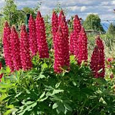 Lupinus polyphyllus gallery...