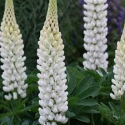 Lupinus polyphyllus gallery...