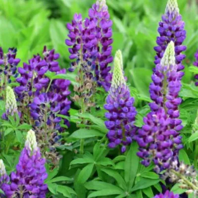 Lupinus polyphyllus gallery...