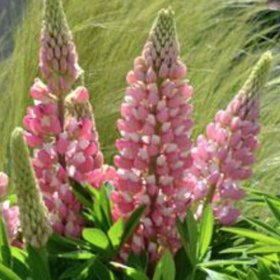 Lupinus polyphyllus gallery...