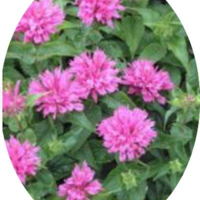 Monarda 'Fistulosa Crofway...