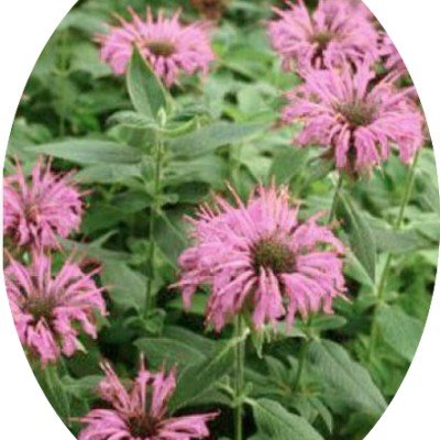 Monarda 'Fistulosa Crofway...