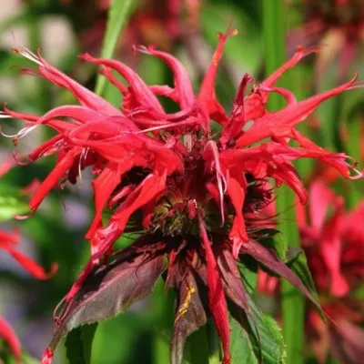 Monarda hyb. squaw  v.9