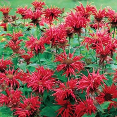 Monarda hyb. Cambridge...