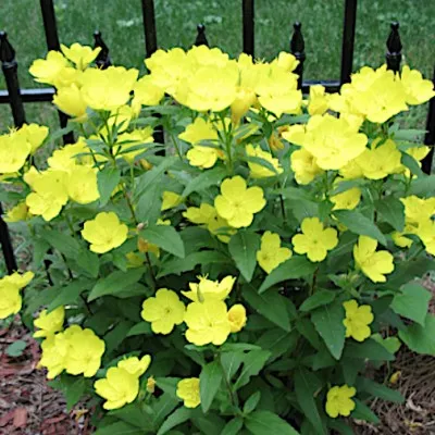 Oenothera Missouriensis vaso 9