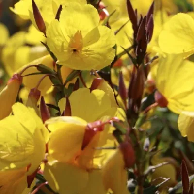 copy of Oenothera speciosa...