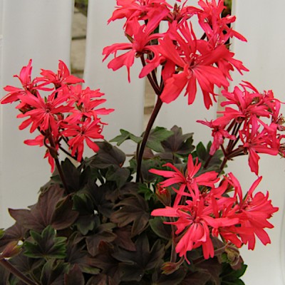 Pelargonium Asarnas Oden v.10