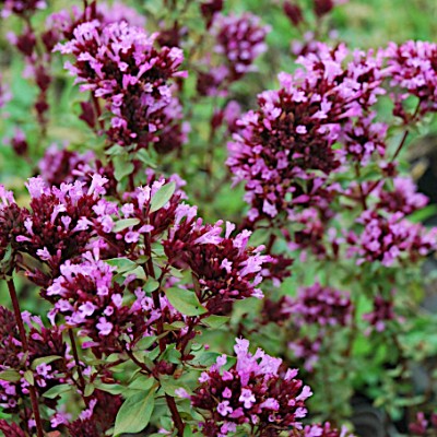 Origanum laevigatum...