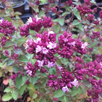 Origanum laevigatum...