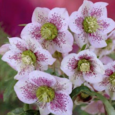 Helleborus or. ' Ellen...