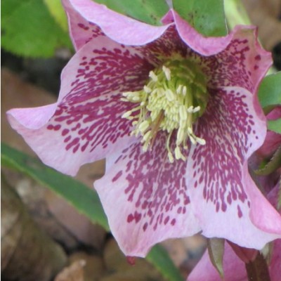 Helleborus or. ' Ellen...