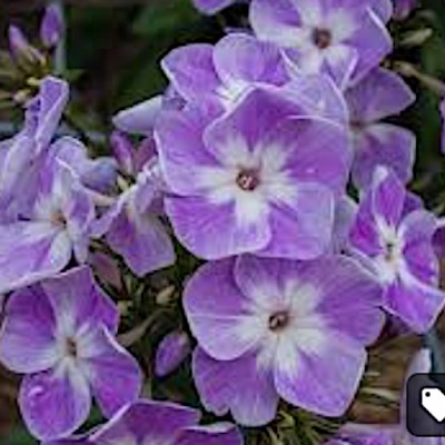 Phlox paniculata Laura vaso 9