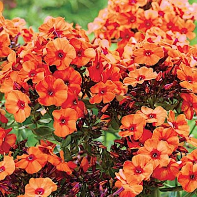 Phlox paniculata Orange vaso 9