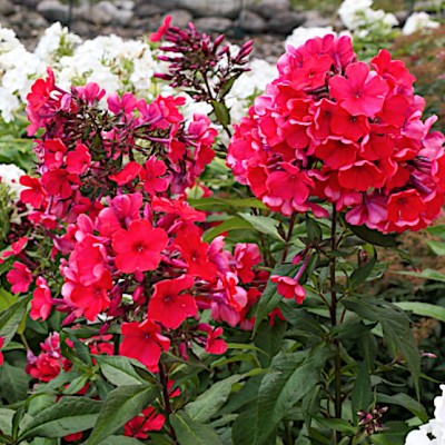 Phlox paniculata Starfire...