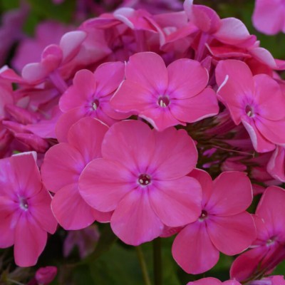 PHLOX paniculata...