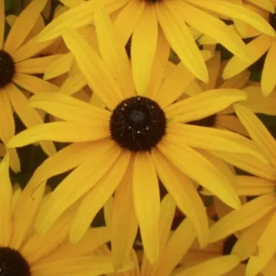 Rudbeckia fulgida deamii...