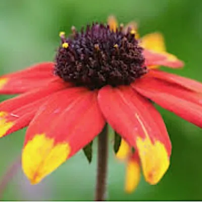 Rudbeckia triloba prairie...