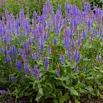 Salvia Nemorosa Blauhugel v.9