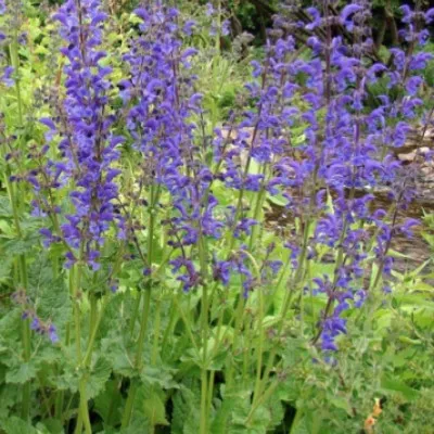 Salvia pratensis v.9