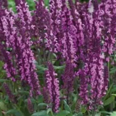 Salvia superba Rosenkonigin...