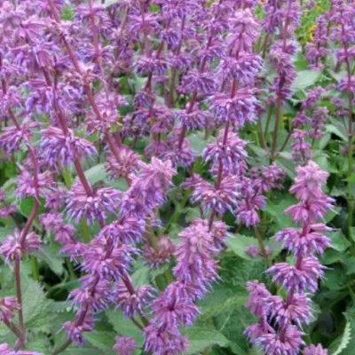 Salvia verticillata Endless...