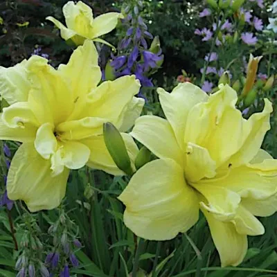 Hemerocallis 'Double River...