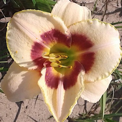 Hemerocallis 'Custard...