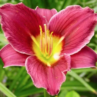 Hemerocallis 'Little Missy'...