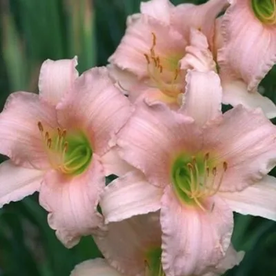 Hemerocallis 'Luxury Lace' v.9