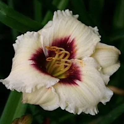 Hemerocallis 'Snowy Eyes' v.9