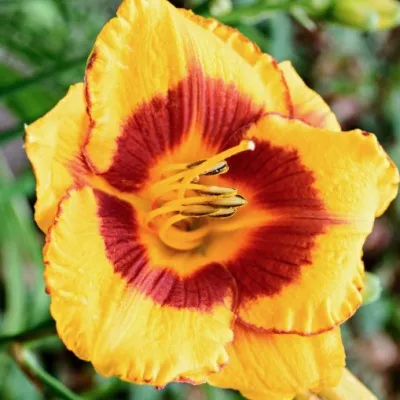 Hemerocallis 'Black Eyed...