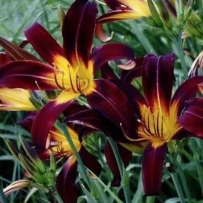 Hemerocallis 'Black Plush'...