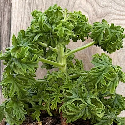 Pelargonium graveolens...