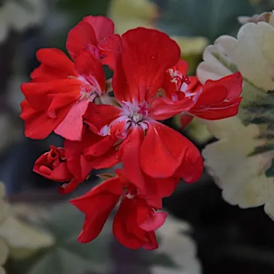 pelargonium brixworth...