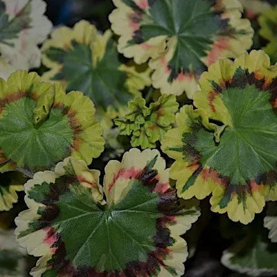 pelargonium brixworth...