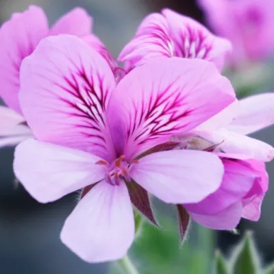 Pelargonium Dorcas Brigham...