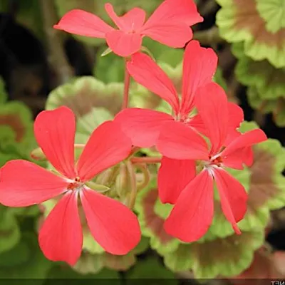 Pelargonium The czar vaso...