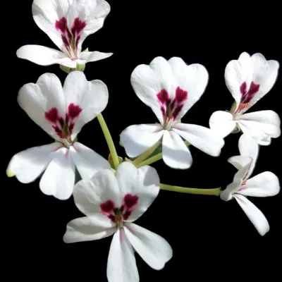 Pelargonium Echinatum Light...