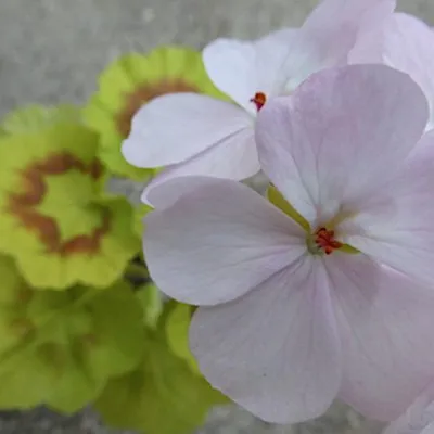 Pelargonium Fir Trees Jack...