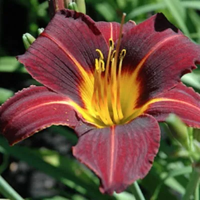 Hemerocallis 'Black Prince'...