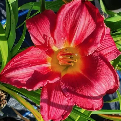 Hemerocallis 'Charles...