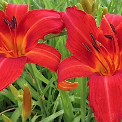 Hemerocallis 'Campfire...