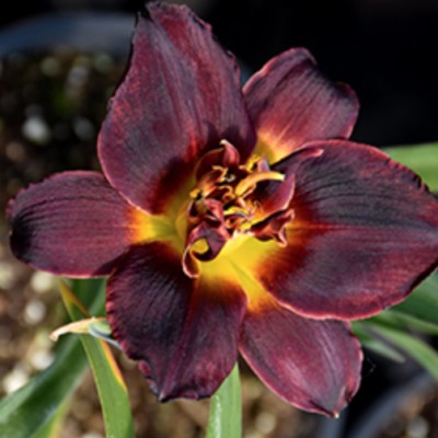 Hemerocallis 'Chocolate...