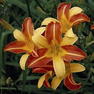 Hemerocallis 'Frans Hals'  v.9