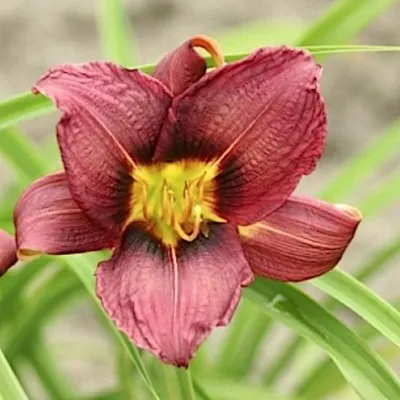 Hemerocallis 'Jockey Club' v.9