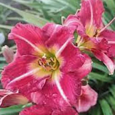 Hemerocallis 'Matrousjka' v.9