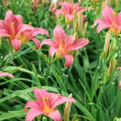 Hemerocallis 'Pink Damask'...